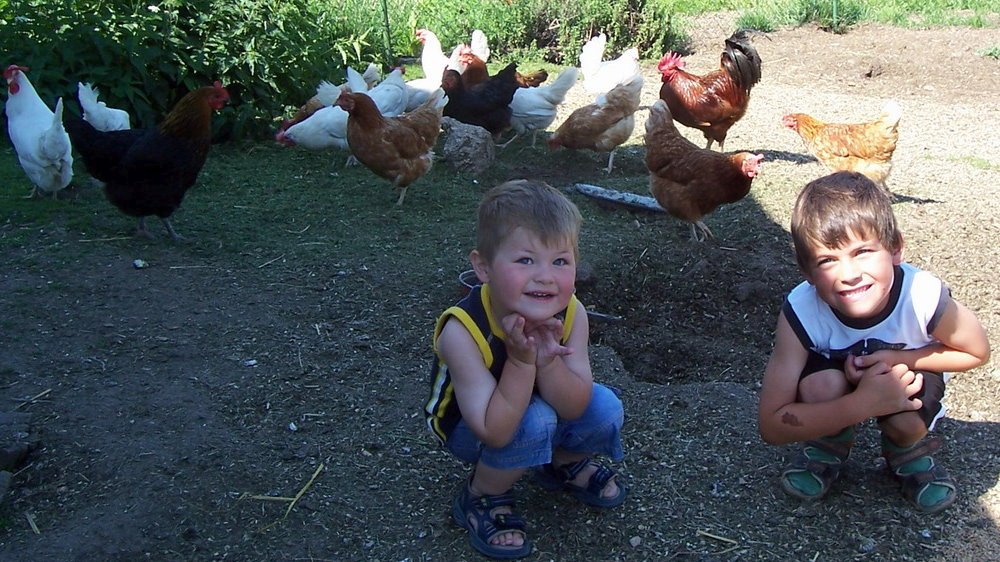 wagner-kinderbauernhof-familienfreundlich-tiere-huehner