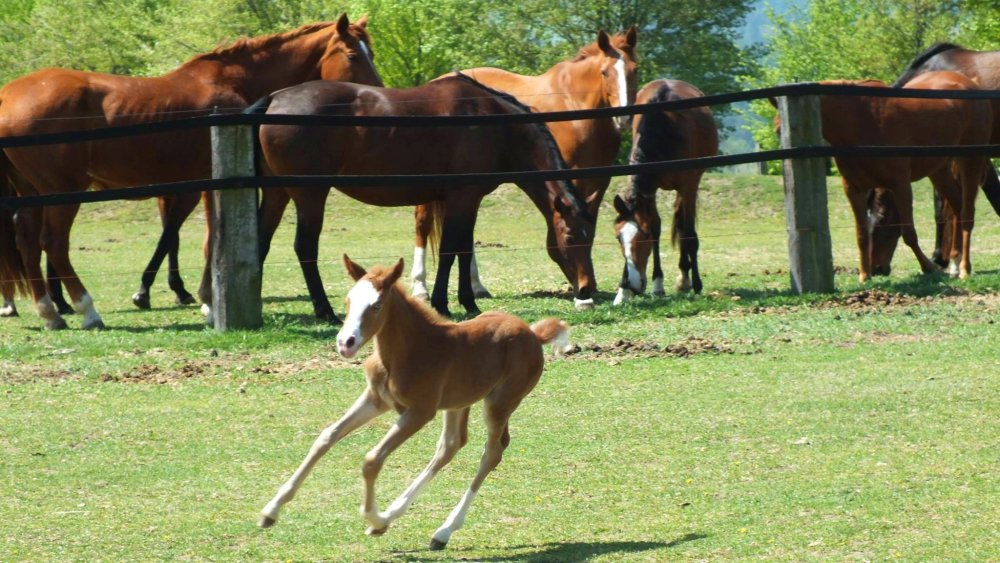 fuchsenhof-pferde-reiterferien-koppel-bayern-1000