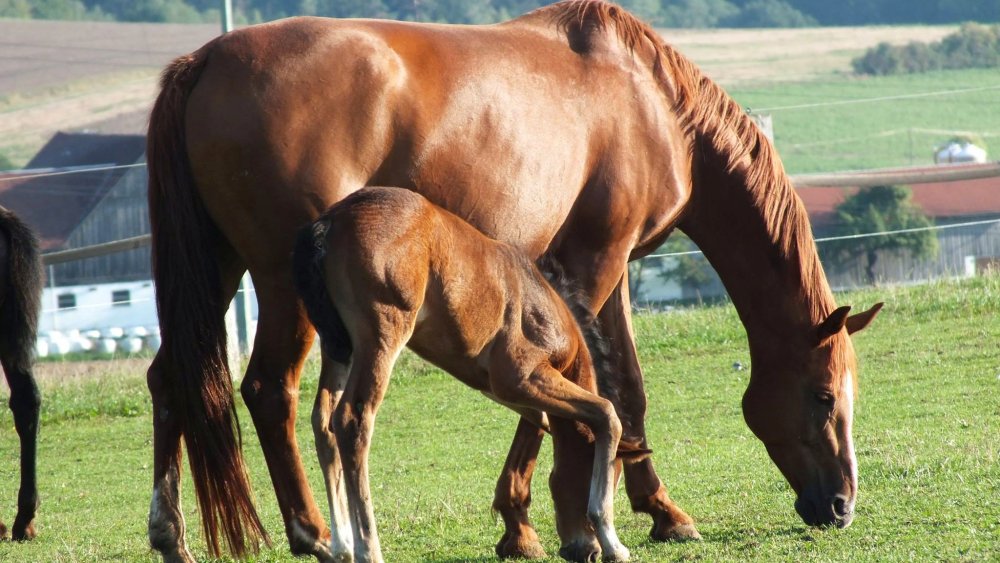 fuchsenhof-reiterhof-oberpfalz-reiturlaub-pferde