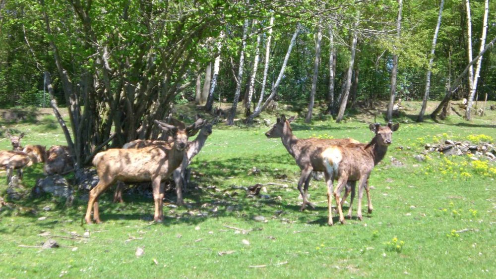 hamberger-ferienhaus-natururlaub-landferien-bayern-hirschgehege