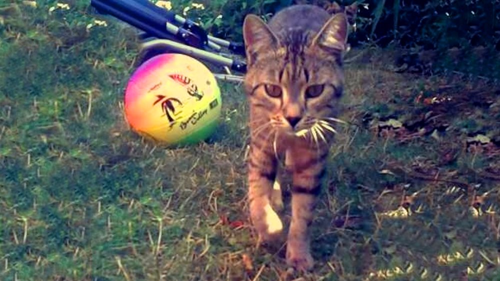 schneider-bauernhof-mnit-streicheltiere-katzen-bayern