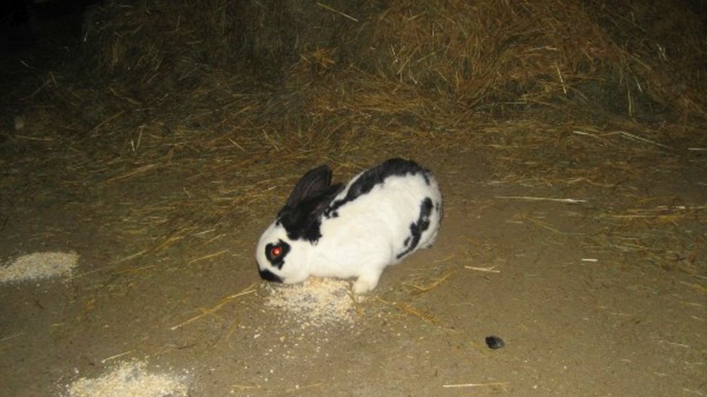 schneider-bauernhofurlaub-streichelzoo-hasen-kaninchen-streicheln