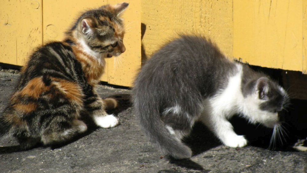 spannbauer-bayerischer-wald-urlaub-streicheltiere-katzen