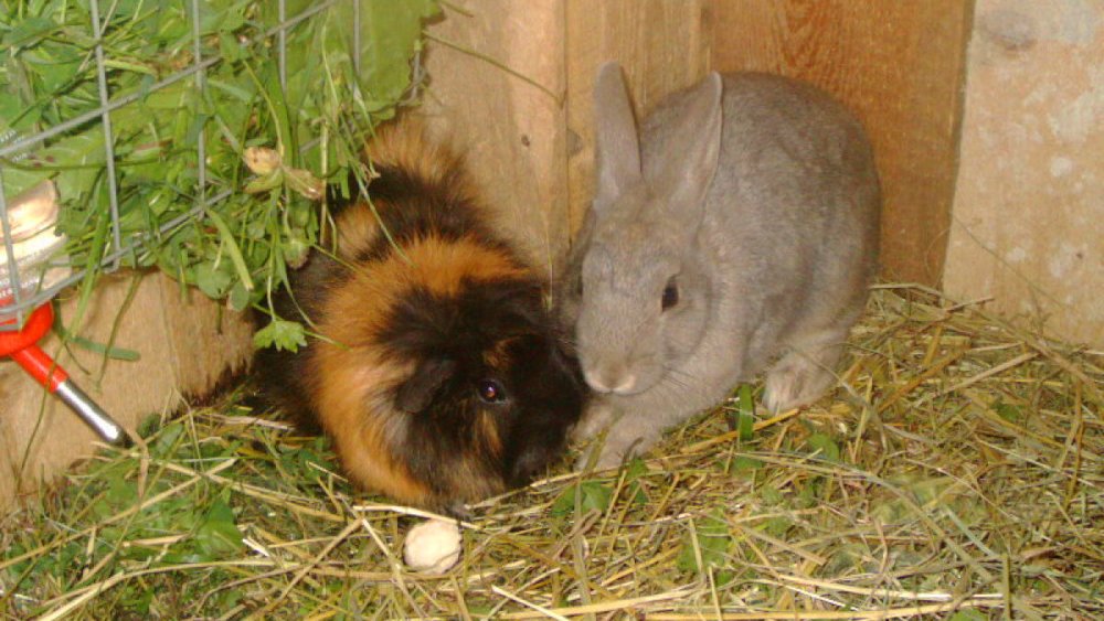 sterl-unterkunft-passau-streichelzoo-streicheltiere