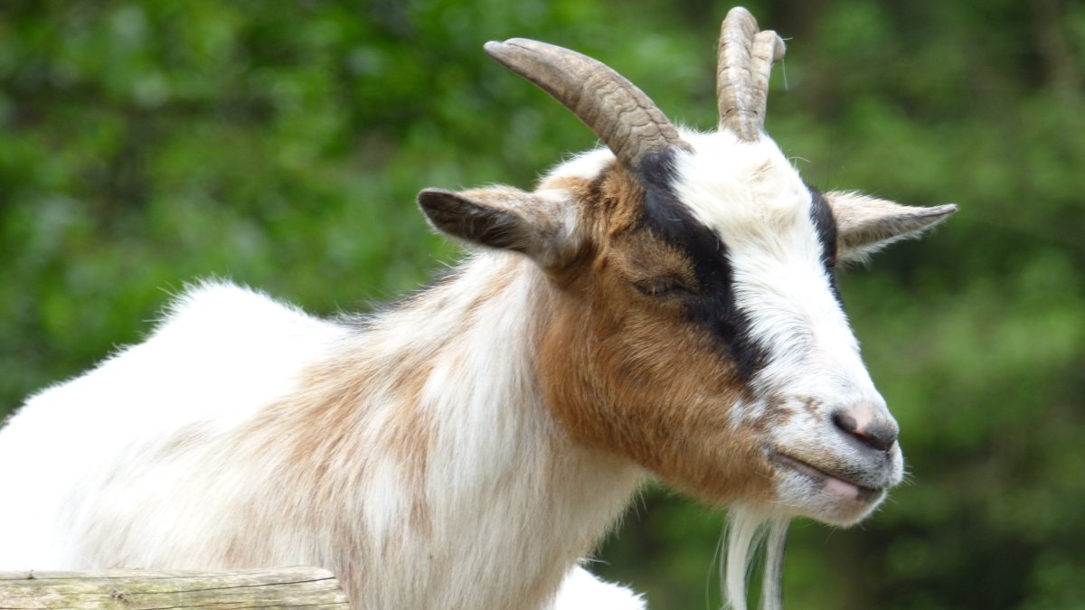 richards-almhuettenurlaub-bayern-streicheltiere-ziegen