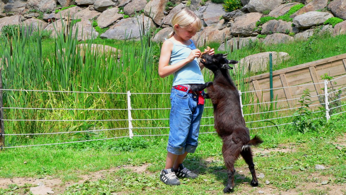 richards-berghuetten-kinder-familienurlaub-bayern-ziege-streicheltiere