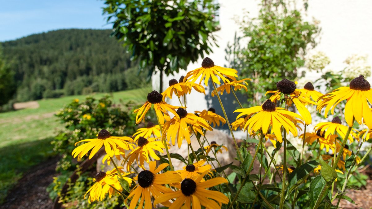 asbachtal-komfortferienhaus-bayerischer-wald-bodenmais-blumengarten