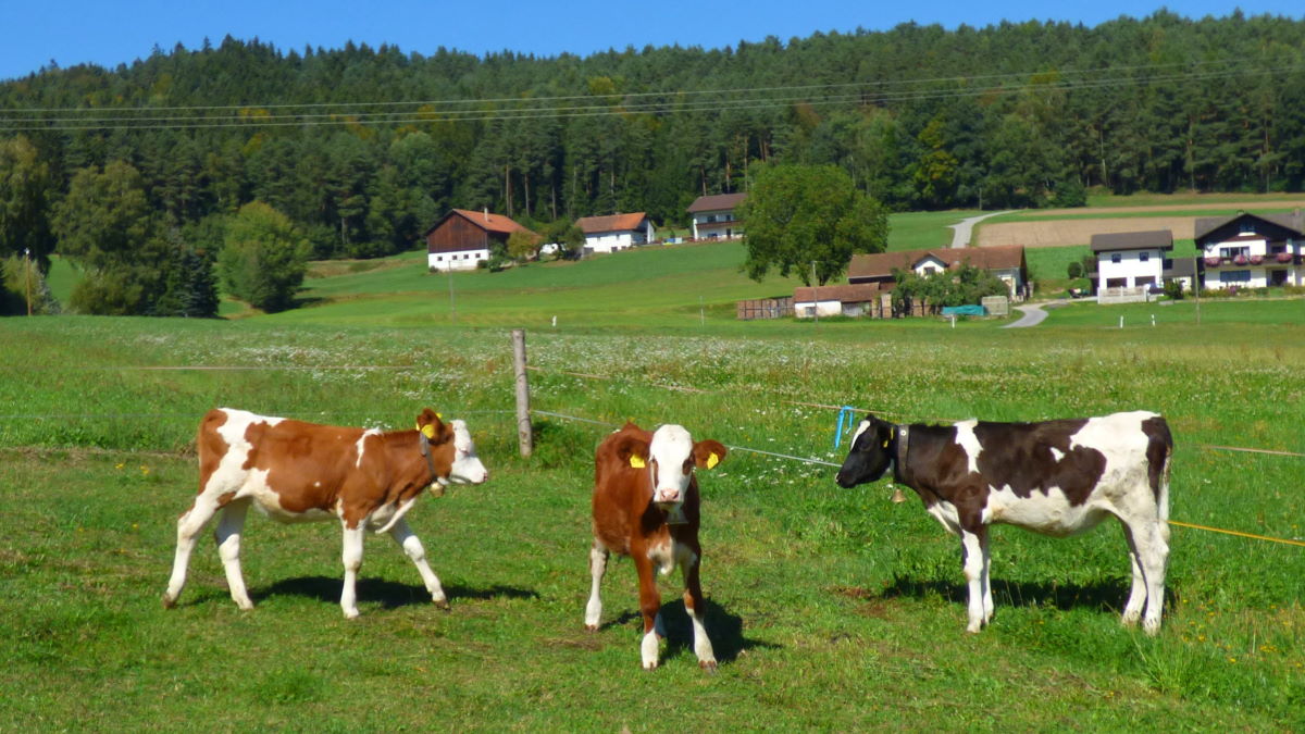 ammerhof-bauernhof-zandt-cham-oberpfalz-kuhweide