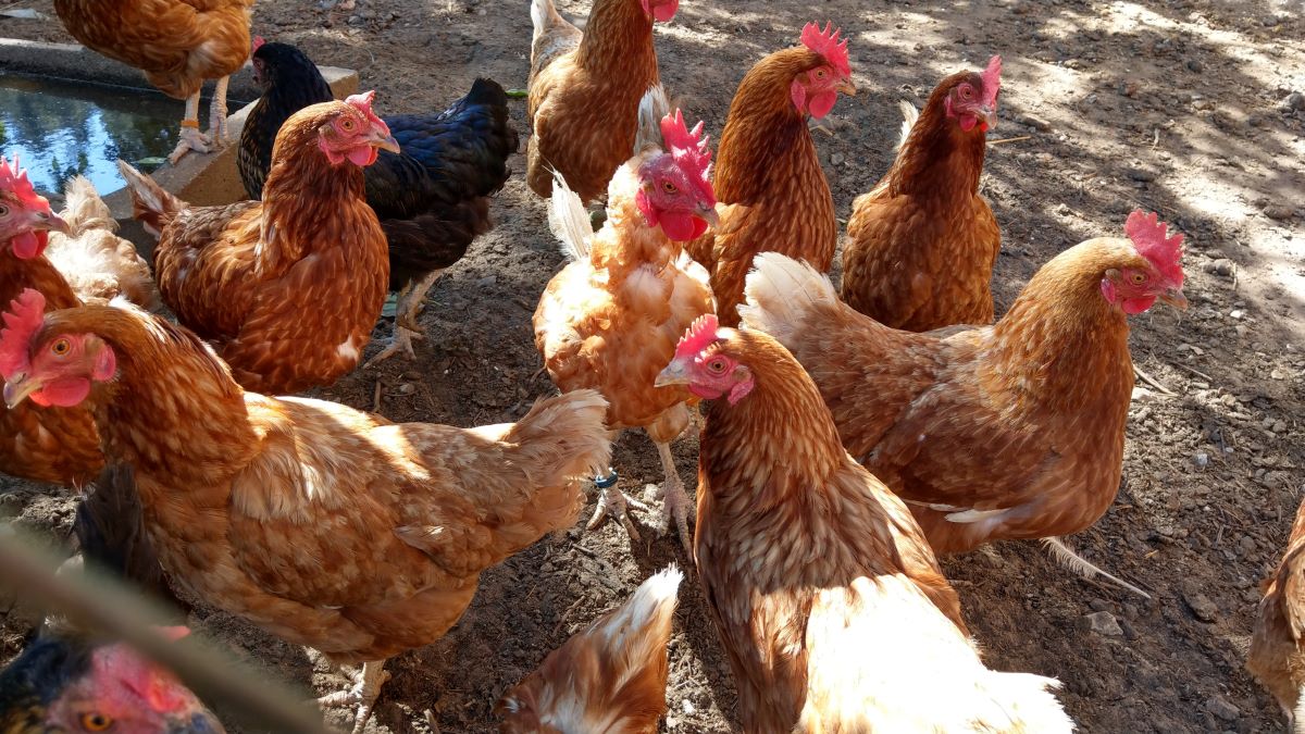 ammerhof-bauernhofurlaub-tiere-huehner