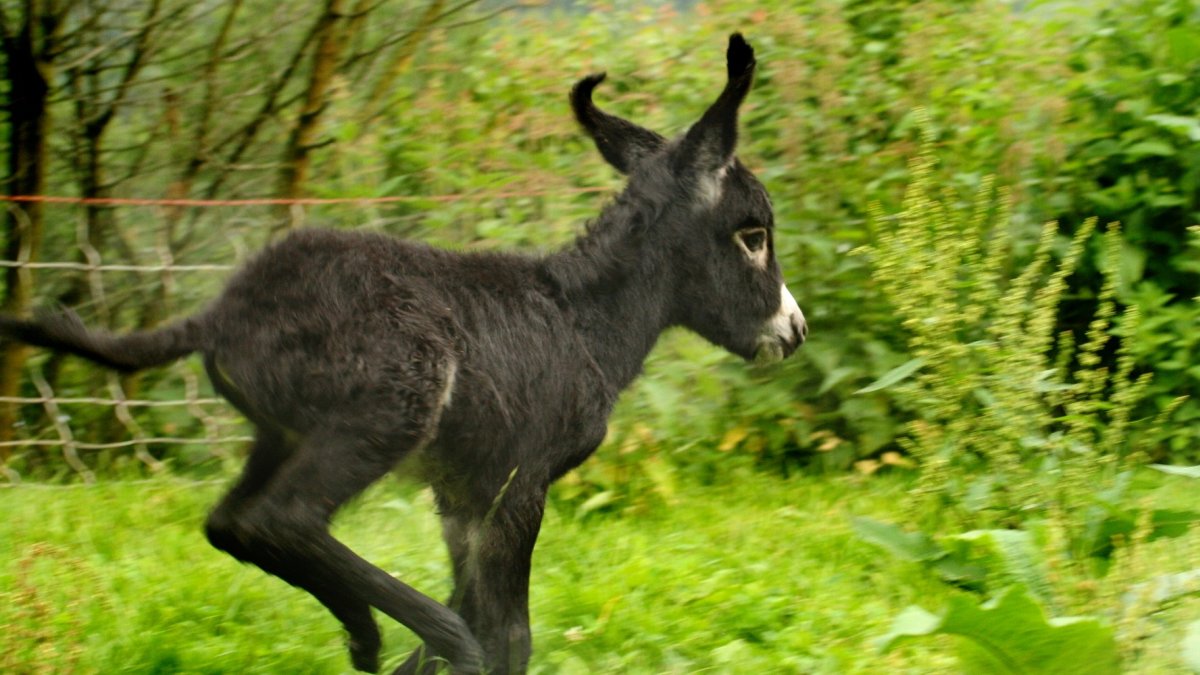 eselhof-niederbayern-tierisch-gute-wanderreisen-eseltouren