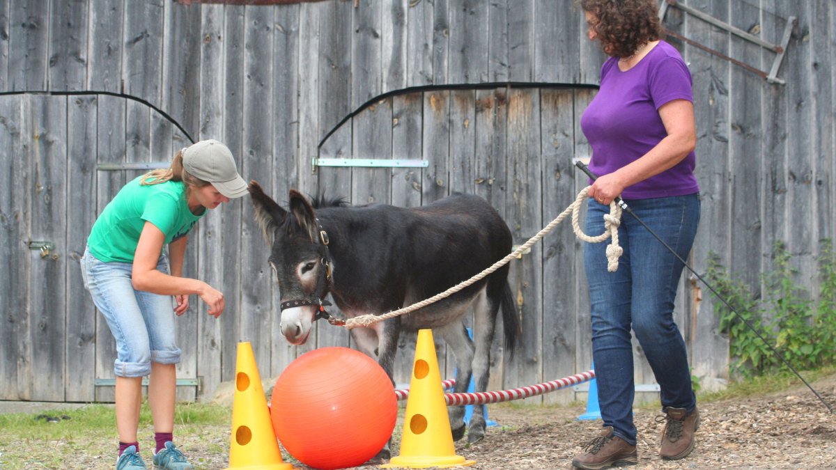 eselhof-wanderungen-deutschland-erlebnisse-eseltouren-bayerischer-wald