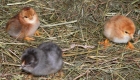 feigl-bayern-bauernhofurlaub-landkreis-straubing-tiere-kücken