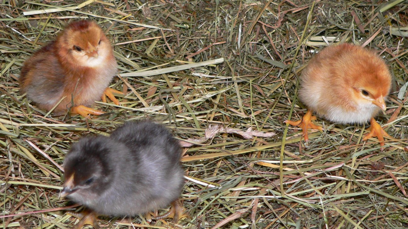feigl-bayern-bauernhofurlaub-landkreis-straubing-tiere-kücken