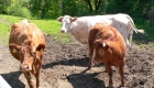 feigl-niederbayern-bauernhofurlaub-kühe-weide-kälber