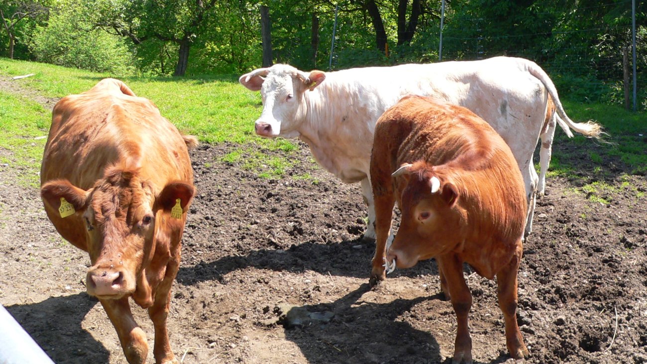 feigl-niederbayern-bauernhofurlaub-kühe-weide-kälber