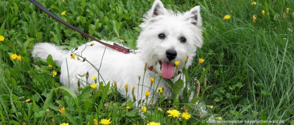 Stressfreier Urlaub mit Hund in Deutschland Erholungsurlaub in Bayern