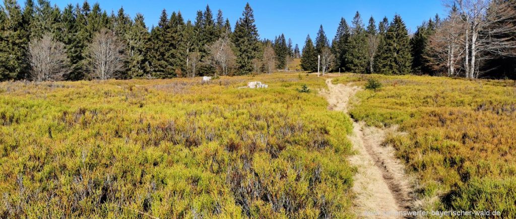 Wanderung Nationalpark Bayerischer Wald / Sumava