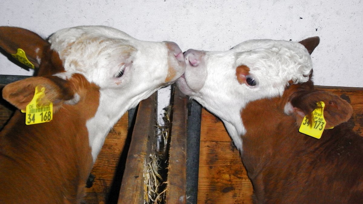 piendl-familienbauernhof-bayerischer-wald-tiere-kaelbchen-kuhstall