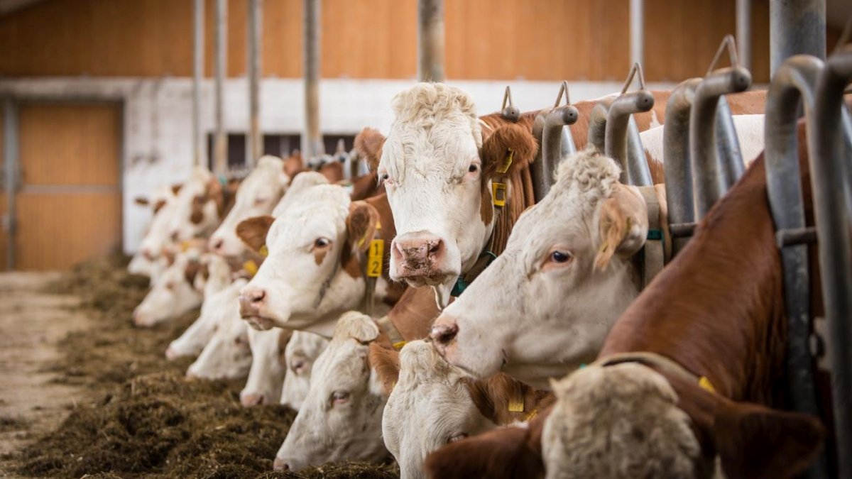 piendl-guthof-erlebnisbauernhofurlaub-tiere-kuhstall-kühe