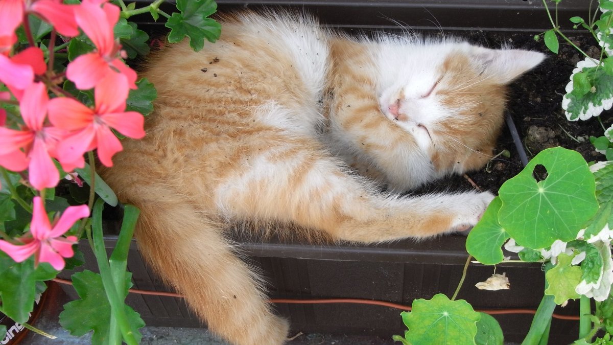 piendl-guthof-familienbauernhoft-katzen-streicheln