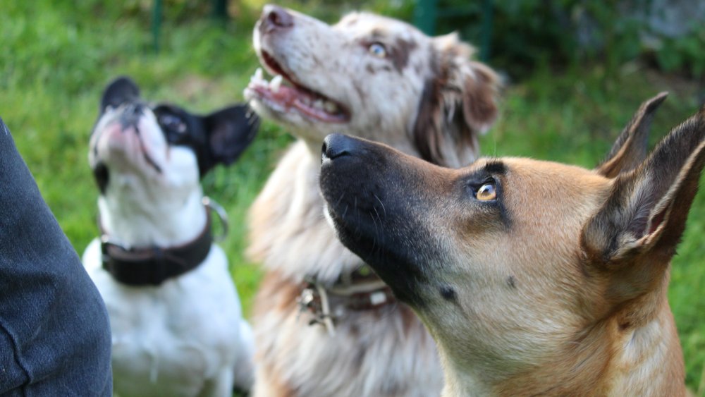 sonnleitn-bayerischer-wald-günstige-pension-zwiesel-urlaub-hund