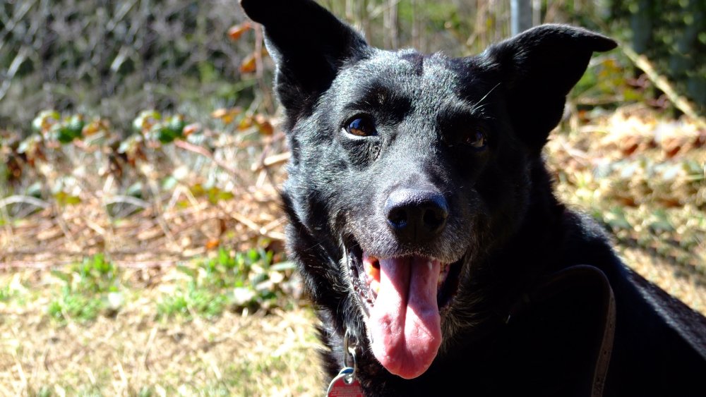 sonnleitn-zwiesel-urlaub-mit-hund-haustiere-willkommen-bayerischer-wald