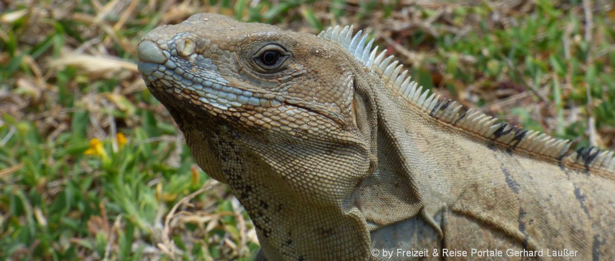 tiere-reptilienzoo-bayern-leguane-eidechsen-tierpark