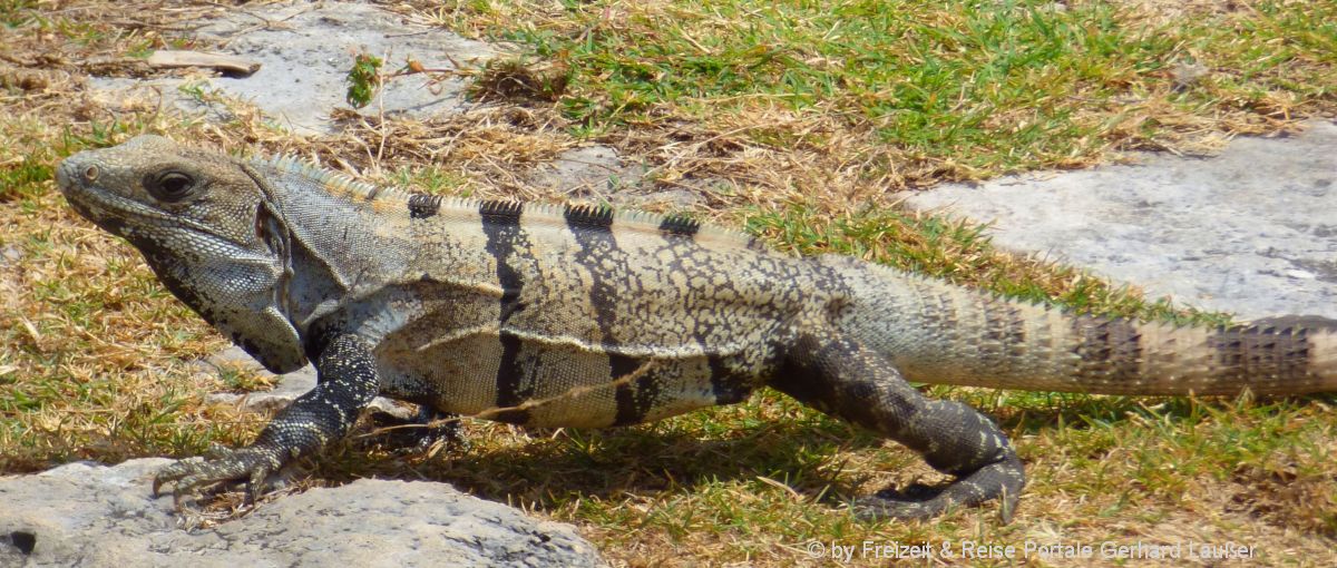 tiere-reptilienzoo-bayern-tierpark-bayerischer-wald