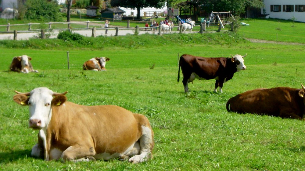 wieshof-bayern-biobauernhof-urlaub-kuhweide