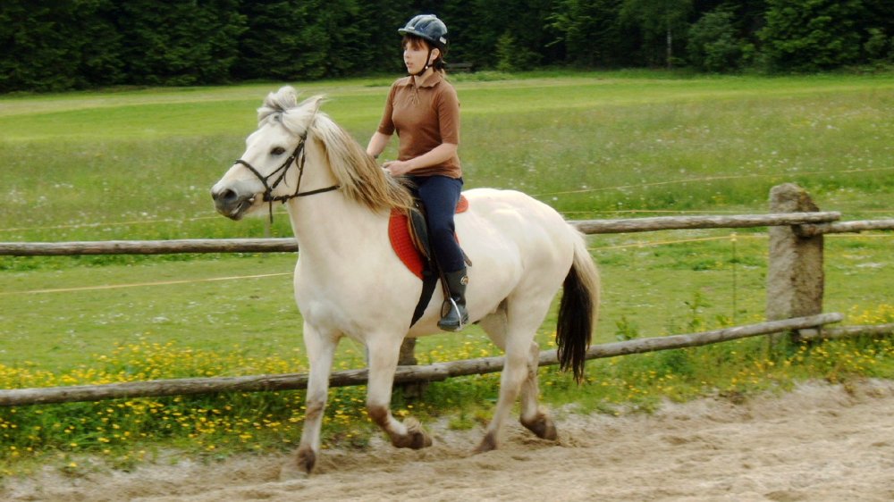 wieshof-bayern-erlebnisbauernhof-kinderfreundlich-reiturlaub