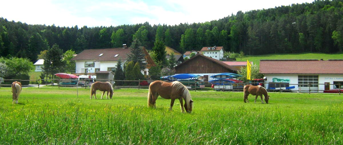 zankl-miltach-bayerischer-wald-pferdehof-bayern-reiten-ferienhof